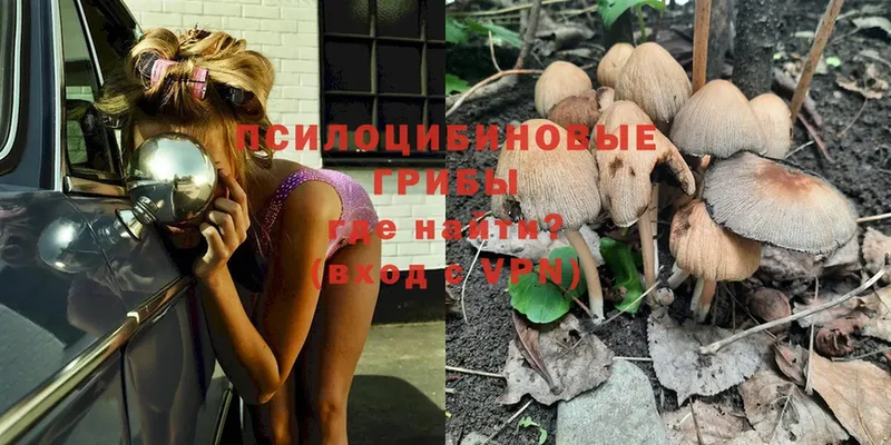 дарнет шоп  Харовск  Псилоцибиновые грибы Psilocybe 